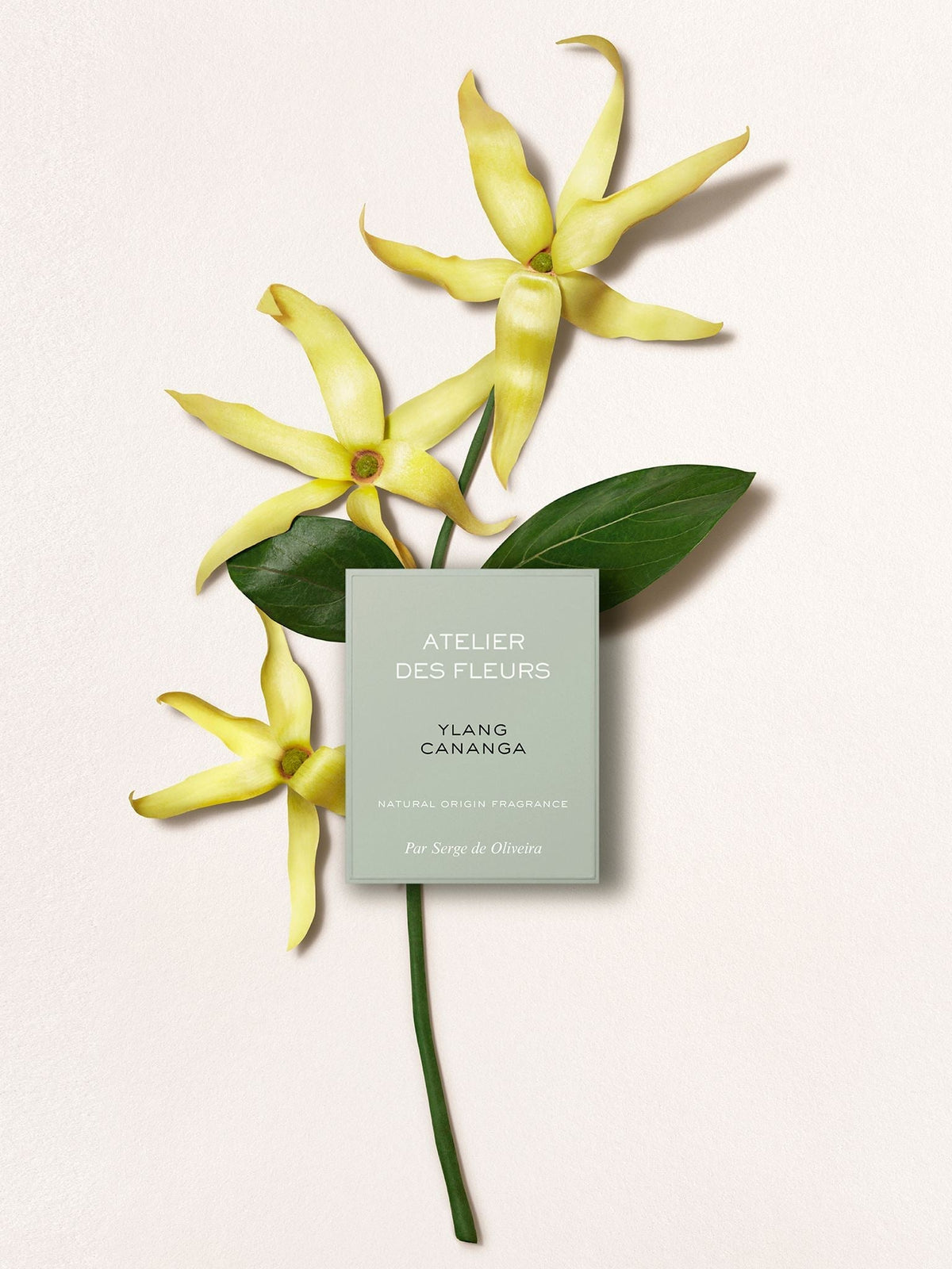 Coffret de parfum Magnolia Alba - Fragrance